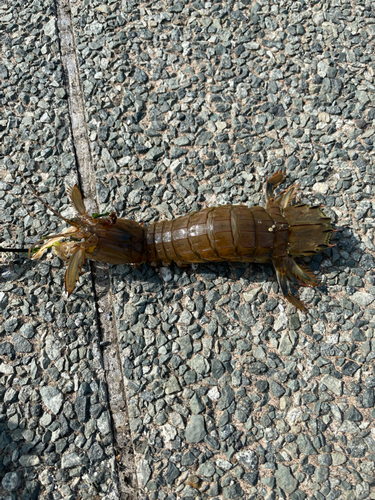 シャコの釣果