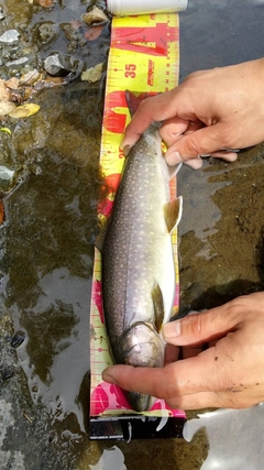 イワナの釣果