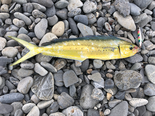 シイラの釣果