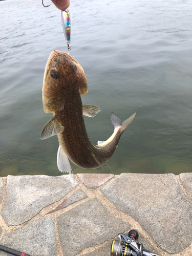 エソの釣果