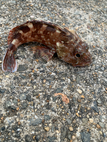 カサゴの釣果