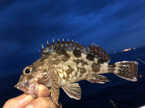 カサゴの釣果