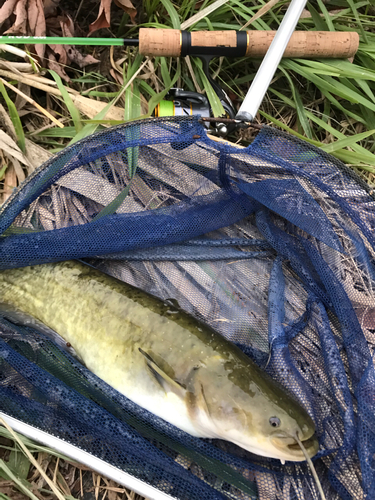 ナマズの釣果