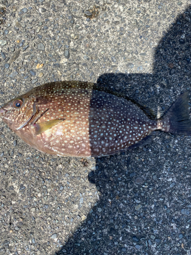 アイゴの釣果