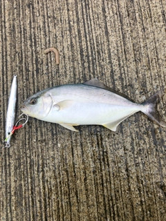 ショゴの釣果