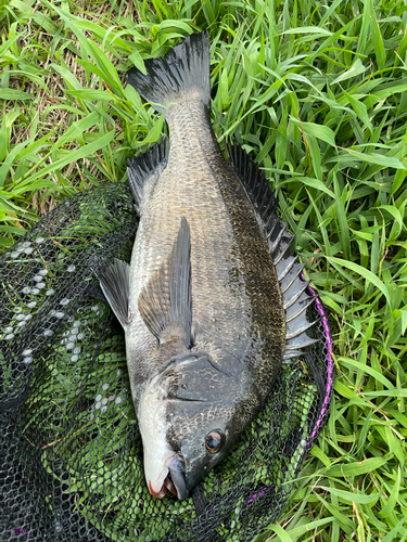 チヌの釣果