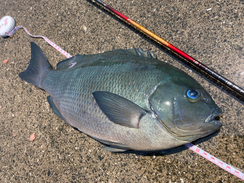 クチブトグレの釣果