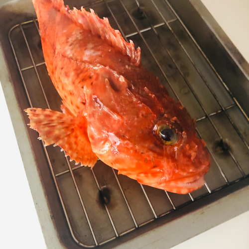 イズカサゴの釣果