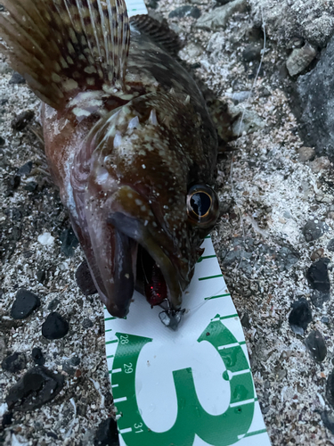 カサゴの釣果