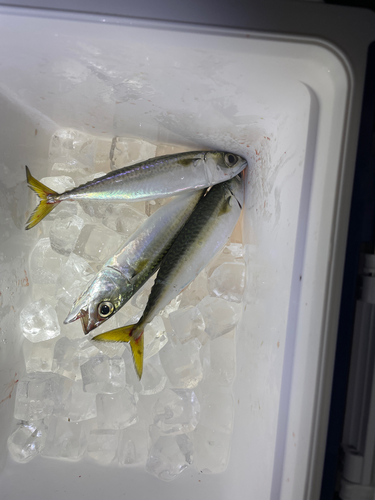 イワシの釣果