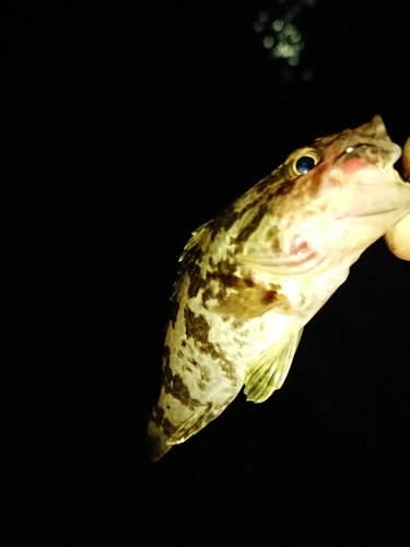 タケノコメバルの釣果