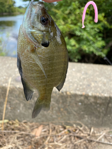 ブルーギルの釣果