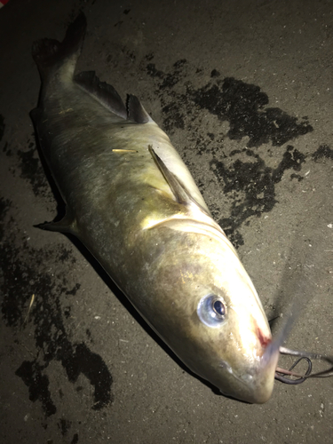 アメリカナマズの釣果