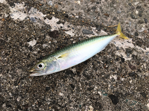 サバの釣果