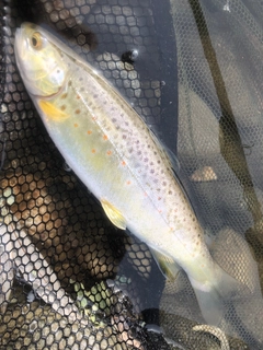 ブラウントラウトの釣果