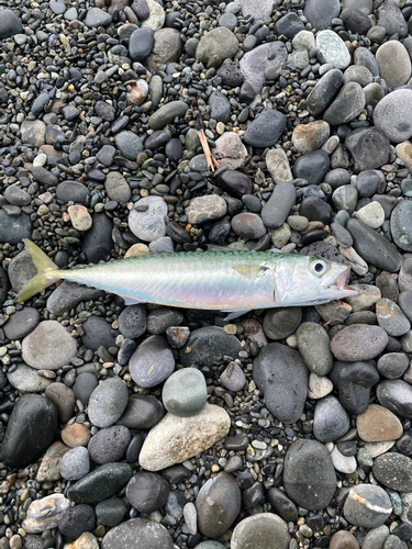 サバの釣果