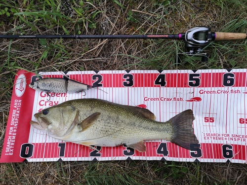 ブラックバスの釣果