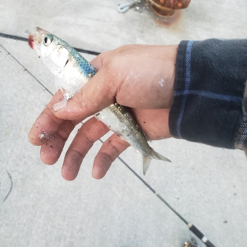 イワシの釣果