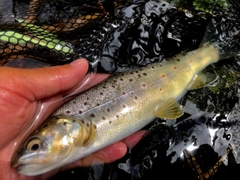 ブラウントラウトの釣果