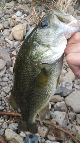 ラージマウスバスの釣果