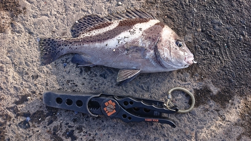 コショウダイの釣果