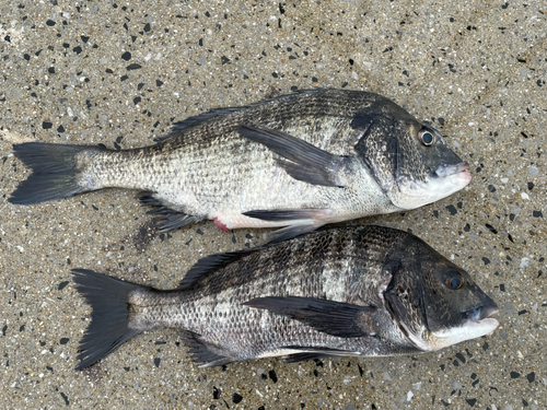 チヌの釣果