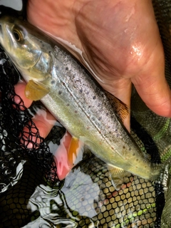 ブラウントラウトの釣果