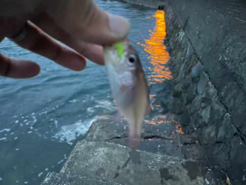 ネンブツダイの釣果