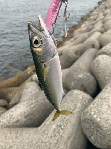 サバの釣果