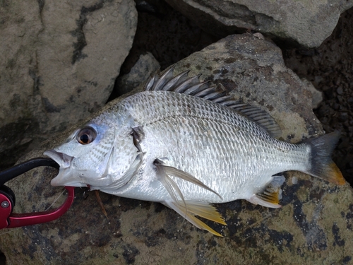 キビレの釣果