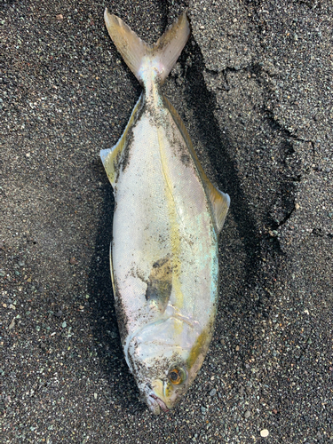 ショゴの釣果