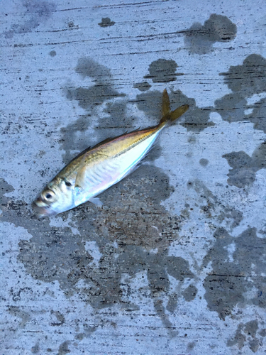 タナゴの釣果