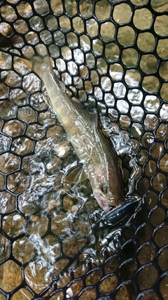 イワナの釣果