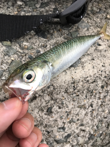 サバの釣果