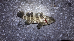 チャイロマルハタの釣果