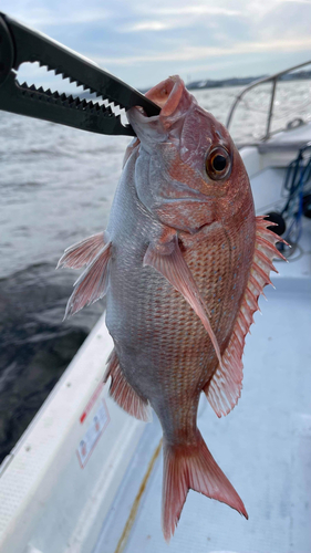 タイの釣果