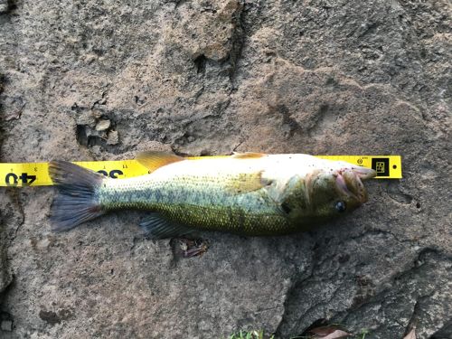 ブラックバスの釣果