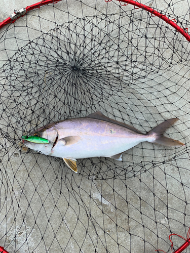 ショゴの釣果