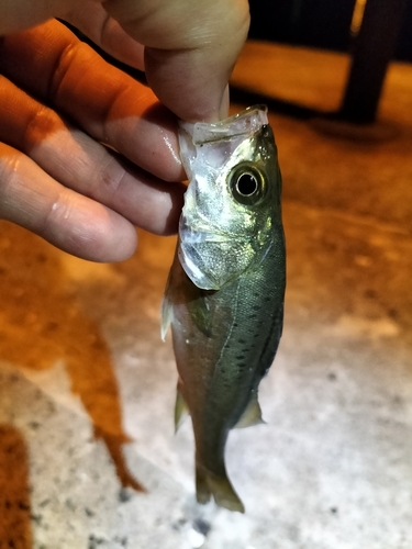 セイゴ（マルスズキ）の釣果