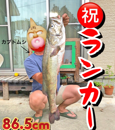 シーバスの釣果