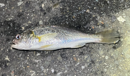 イシモチの釣果