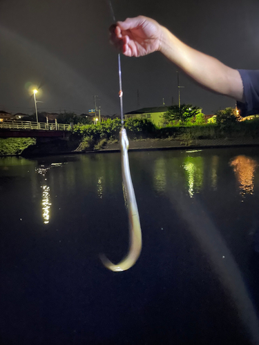 ウナギの釣果