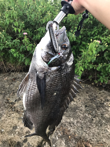 チヌの釣果