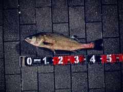 フッコ（マルスズキ）の釣果