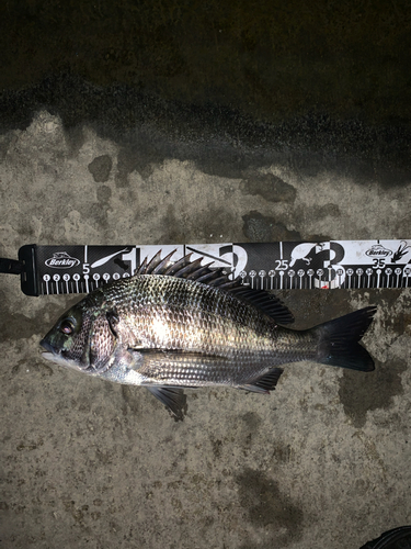 クロダイの釣果