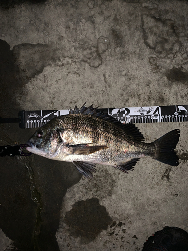 クロダイの釣果