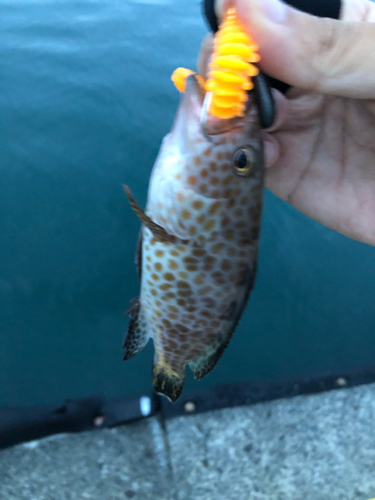 オオモンハタの釣果