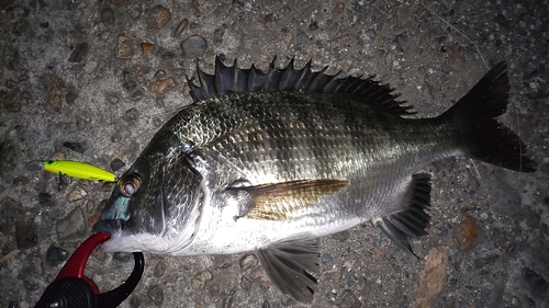 チヌの釣果