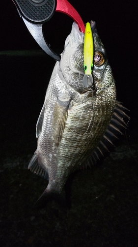 チヌの釣果