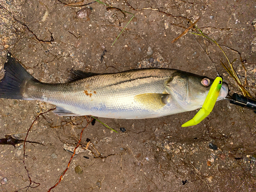 シーバスの釣果